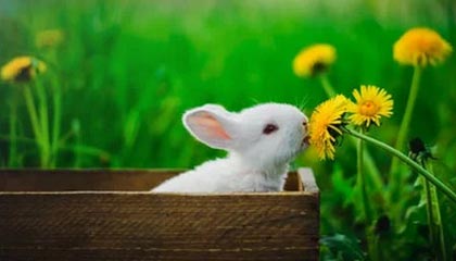 -掘金全场控制节奏轻取尼克斯，掘金打尼克斯预测分析